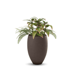 Brandy Planter